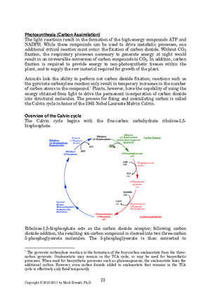 Photosynthesis: Carbon Assimilation Processes