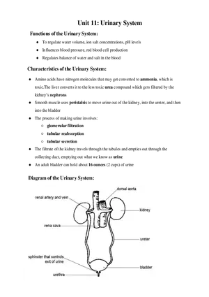 Medical Terminology Unit 11 Urinary System