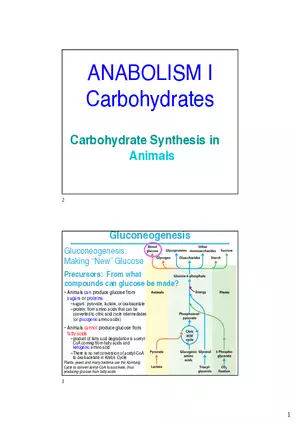 Carbohydrate Synthesis in Animals