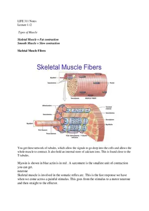 Neuromuscular Physiology Lecture 1 and Summary