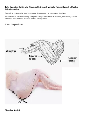Lab 2: Chicken Wing Dissection