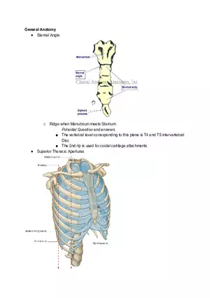 Surface Anatomy Osteology