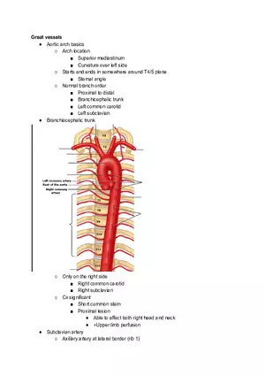 Superior Venacava and Branchiocephalic Trunk