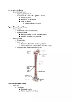 Nerve Supply on Bones