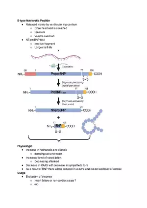 B-type Natriuretic Peptide