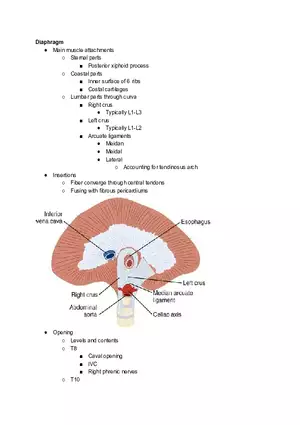 Diaphragm Cheat Sheet