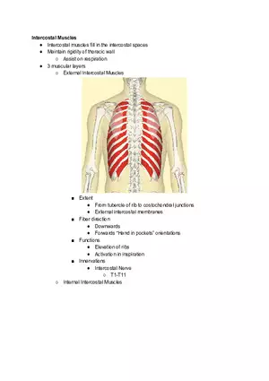 Intercostal Muscles