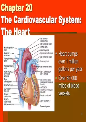 Chapter 20: The Cardiovascular System