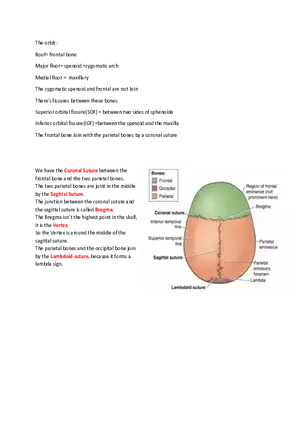 Brain Study Notes