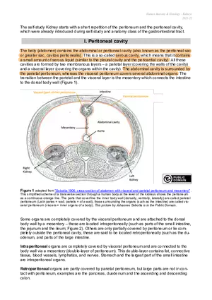 Peritoneal Cavity and Kidney Anatomy